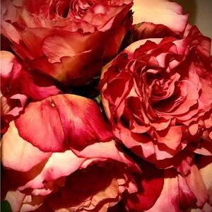 Meet your Posher 😊